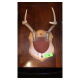 6 POINT DEER ANTLER MOUNT