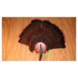 TURKEY FEATHER FAN & BEARD MOUNT 26 x 20
