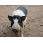 FAVORITE PIG MY NAME IS GILBERT