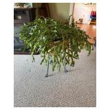 Live Christmas cactus