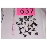 Shark Tooth Collection From Venice FL