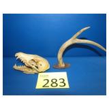 Skull & Buck Antler Coat Rack