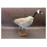 Beautiful Taxidermy Mount of a Canadian Goose