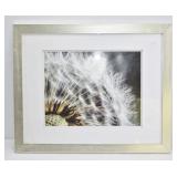 Framed Dandelion Seed Head Botanical Photograph