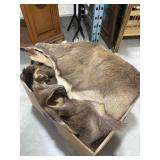 Large animal pelt is shedding and needs some