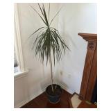 Live plant