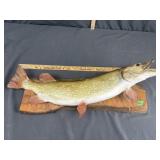 Fish caught in Rondeau mounted on wood piece