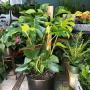 Donation for PCF Split Leaf Philodendron (Monstera