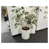 Potted plants