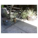 Barrel With Fruit Tree
