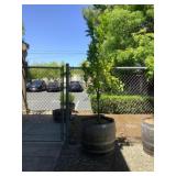 Barrel With Fruit Tree