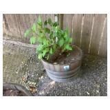 Barrel With Fruit Tree