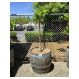 Barrel With Fruit Tree