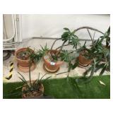 Plants