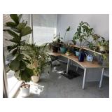 Reception Desk, Coffee Table, Plants