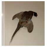 Taxidermy 