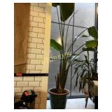 ~8' Tall LG Plant & Holder