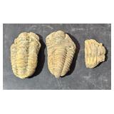 2  1/2 Fossil Trilobites were Arthropods
