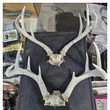 Deer antlers