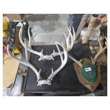 Deer antlers