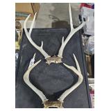 Deer antlers