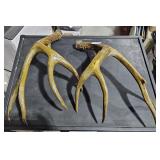 Pair of Deer Antlers
