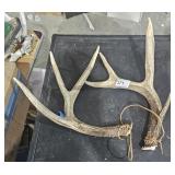Deer antlers