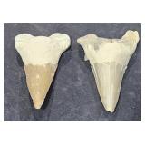 2 Lots of 1 ea Fossil Shark Teeth 2 1/2" Long
