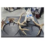2 Sets of Deer Antlers 1 Smaller