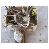 Antler sheds and Jackalope mount