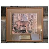 Framed Wild Kingdom Series White Tailed Deer