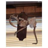 Deer Antlers