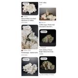 P - COLLECTIBLE CORAL CLUSTER (A50)