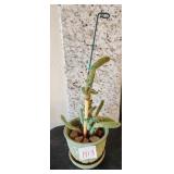 Q - LIVE CACTUS POTTED PLANT(H13)