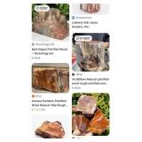 Q - COLLECTIBLE PETRIFIED WOOD (H32)