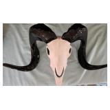 W - DECORATIVE BIGHORN SHEEP SKULL (E46)