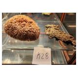 Q - COLLECTIBLE CORAL & FOSSIL (K28)