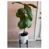 M - PLANTER, STAND & PLANT 50"T (C11)