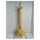 LIFE SIZE HUMAN SPINE MODEL - 33X9X12'