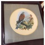 S2 - AMERICAN KESTREL FALCON ART FRAMED 16"SQ (L33