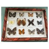 11 - FRAMED EXOTIC BUTTERFLY DISPLAY
