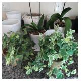 N4 - PLANTER POTS, ORCHIDS, FAUX IVY (N12)