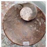 J1 - CHAMBERED NAUTILUS FOSSIL (M55)