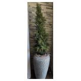 P - PLANTER POT WITH FAUX TREE 88'T (F21)