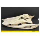 ANTIQUE SUN-BLEACHED ALLIGATOR SKULL
