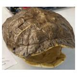 J2 - TURTLE SHELL (L266)
