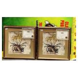 11 - COA SIGNED BRANDON FRAMED MATCHING PIXS