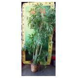 11 - LIVE FOREVER TREE POTTED IN BASKET