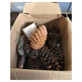 Giant Pinecones up to 16'