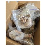 Box of pretty Shells
